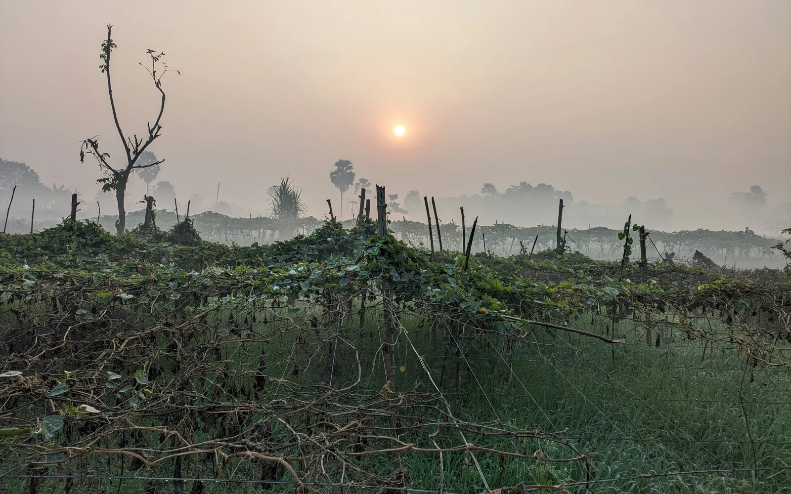 Morning mist over agricultural fields in farmland landscape, misty daybreak over rows of crops